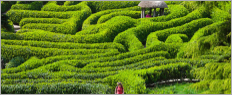 Glendurgan Garden, south Cornwall